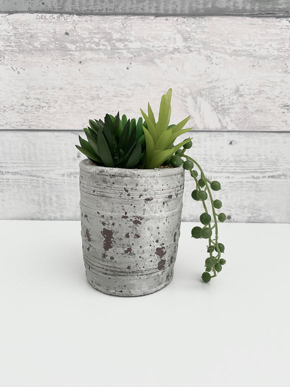Mixed Succulents Green in Distressed Cement Pot - Trendy Barn Interiors