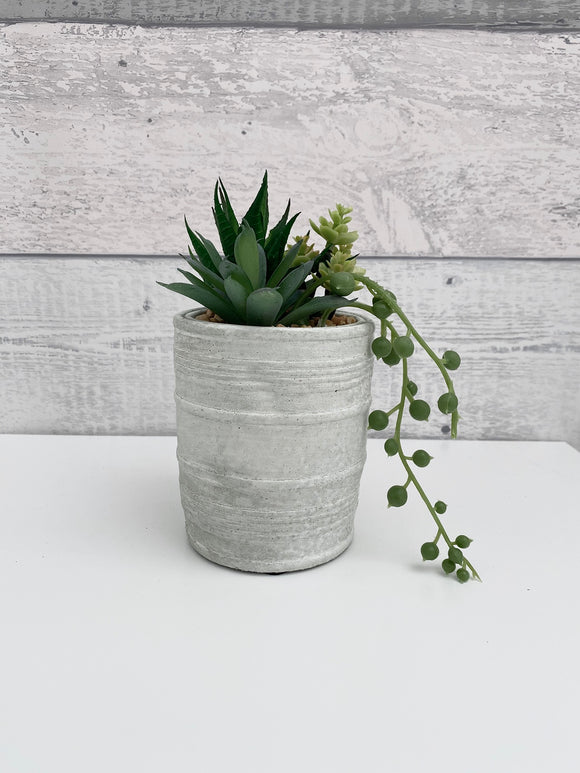 Mixed Succulents Green in Textured Cement Pot - Trendy Barn Interiors