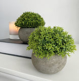 Faux Hebe in a Grey Pot - set of 2 - Trendy Barn Interiors
